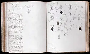 Annotated: Beetles