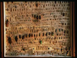 Pinned: Beetles