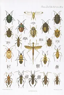 Beetles: BEETLES - ASSORTED