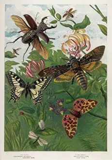 Beetles: BEETLES AND BUTTERFLIES