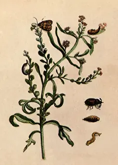 Pupa: Beetles and Butterfly