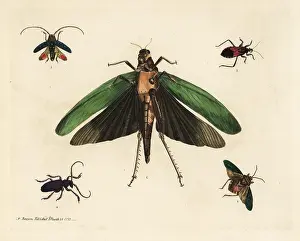Yeats: Beetles and cricket