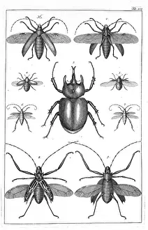 Albertus: Beetles illustration