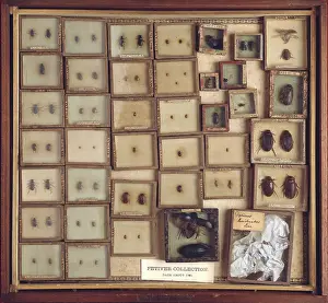 Sloane: Beetles from Joseph Dandridge's collection