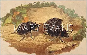 Scarabs: BEETLES/SCARABS