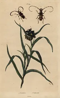 Spiderwort: Beetles and spiderwort