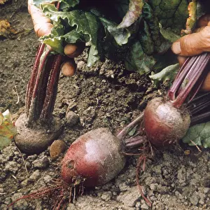 Beetroot: BEETROOT