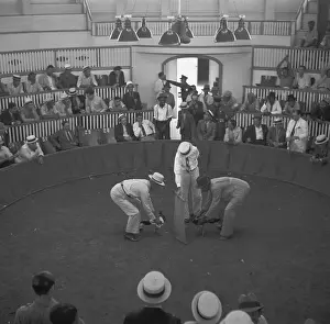 Begin: The beginning of the cock fight
