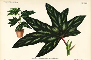 Begonia: Begonia aconitifolia
