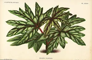 Lillustration: Begonia aconitifolia