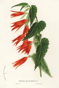 Begonia: Begonia boliviensis