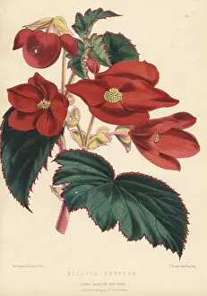 L. Reeve: Begonia cultivar, Emperor