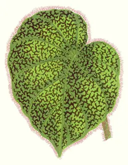 Obliquely: Begonia Daedalea