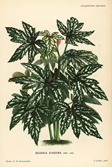 Lillustration: Begonia diadema