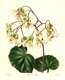 Begonia: Begonia minor