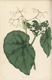 Guadeloupe: Begonia obliqua
