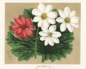 Begonia: Begonia octopetala