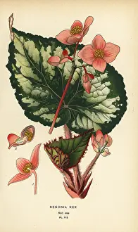 Begonia: Begonia rex