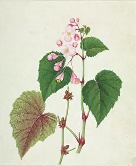 Begonia: Begonia sp