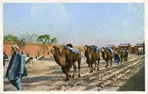 Bactrian: Beijing, China - Bactrian Camel Train