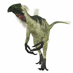 Talon: Beipiaosaurus dinosaur, front view
