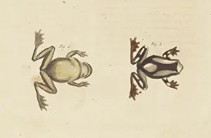 Ventral: Beireis treefrog, Dendropsophus leucophyllatus