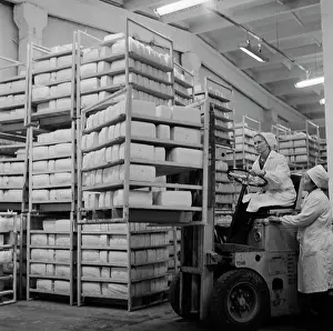 Cheese: Belebey dairy plant