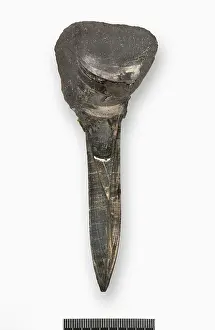 Cross Section: Belemnite longitudinal section to show phragmocone