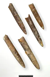Belemnitida: Belemnitella minor, belemnites