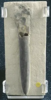 Belemnitida: Belemnitella mucronata, belemnite