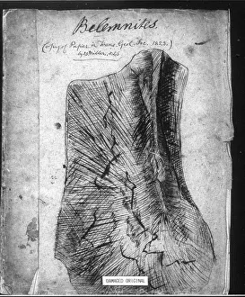 Belemnites