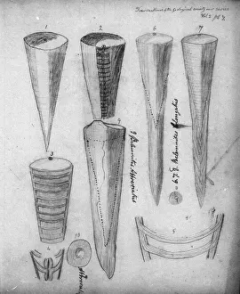 Anning: Belemnites