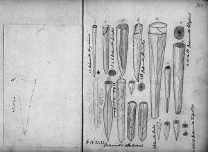 Anning: Belemnites