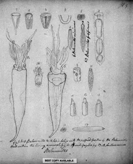 Anning: Belemnites