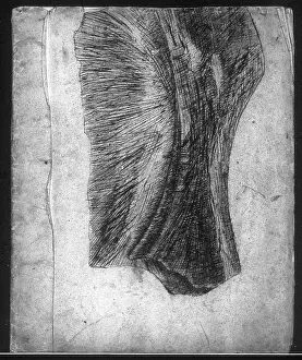 Anning: Belemnites