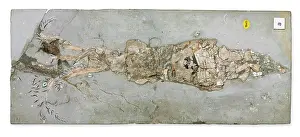 Antiquus: Belemnotheutis antiquus