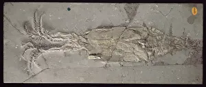 Antiquus: Belemnotheutis antiquus, squid