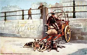Harnessed: BELGIAN DOG CART