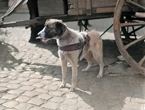 Oncolourisedpic: Belgian Dog Pulling Cart