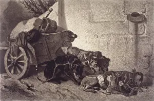 Harnessed: BELGIAN DOGS RESTING