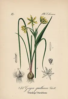 Schlechtendal: Belgian gagea, Gagea spathacea
