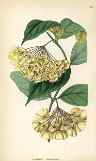 Hoya: Bell-flowered physostelma, Physostelma campanulatum