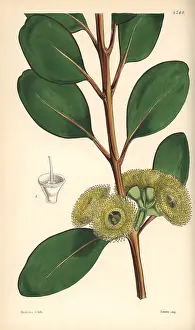 Eucalyptus: Bell-fruited mallee or Dr Preiss eucalyptus