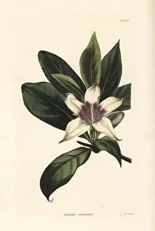 Capensis: Bell gardenia, Rothmannia capensis