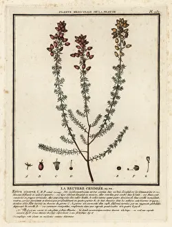 Plante Medicinale De La France: Bell heather, Erica cinerea