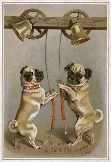 Ringers: Bell ringing pug dogs