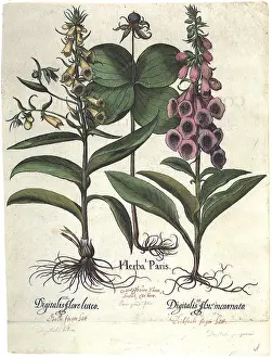Basilius: Bell-Shaped Blossoms