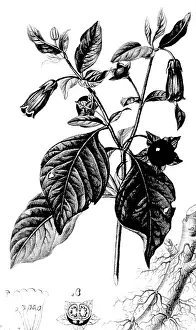 Deadly: Belladonna, Alchemy plant