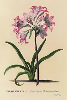 Dionysius: Belladonna Lily