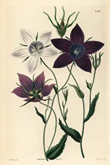 Campanula: Bellflower, Campanula lusitanica